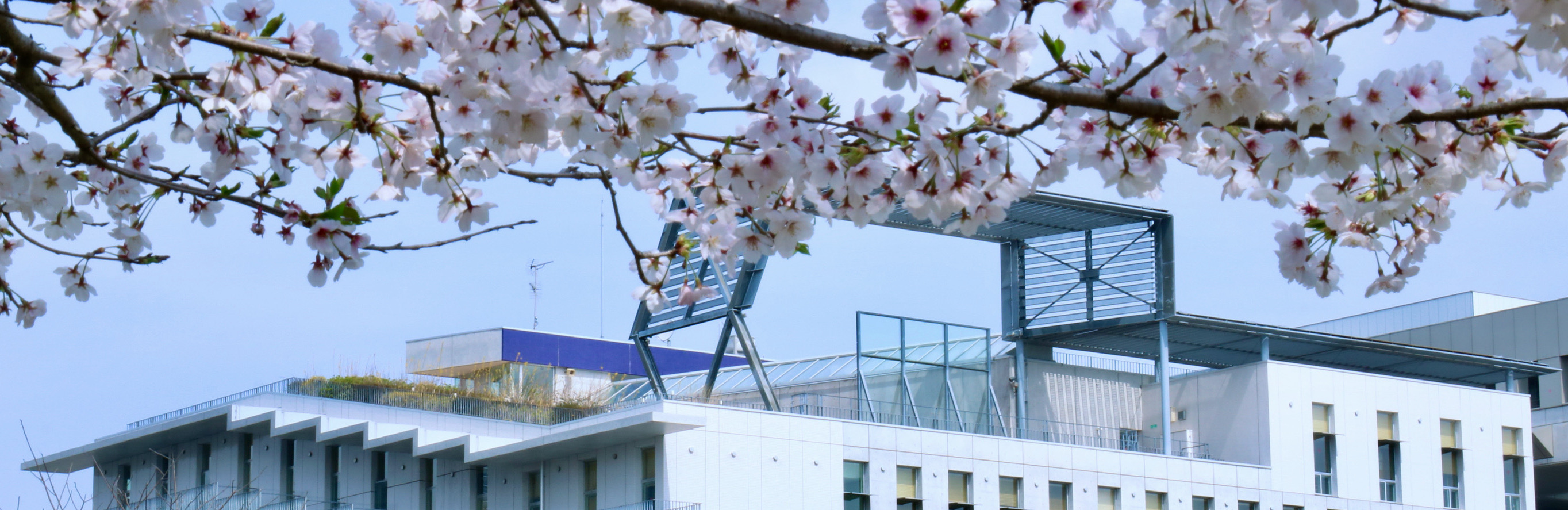 Cherry Blossoms and Kavli IPMU builing