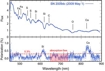 the flux spectrum (top panel) and the polarization spectrum of SN 2009dc (bottom)
