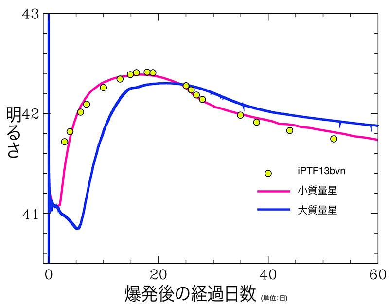 図 3:  超新星の経過日数と明るさ(エルグ毎秒の対数)を示した図。実線はバーステンらの理 論モデル(赤実線:太陽の 4  倍の質量のヘリウム星の爆発、青実線:太陽の 8 倍の質量のヘリ ウム星の爆発)、黄緑色の丸印は超新星 iPTF13bvn  の観測値。赤色で示された小質量星の爆発  のモデルは観測値をよく再現する。