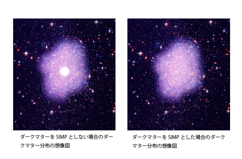 【図3】 ダークマターを SIMP としない場合はダークマターが銀河の中心部の狭い範囲に極端に集中し、外側では少ない (図3左) 。一方、ダークマターを SIMP とした場合には銀河の中心部から外側にかけてダークマターがなだらかに分布する (図3右) 。この場合のダークマターの分布は観測事実と良く合う。 (Original credit: NASA, STScI; Credit: Kavli IPMU - Kavli IPMU modified this figure based on the image credited by NASA, STScI)