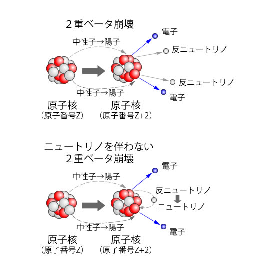 ２重ベータ崩壊の模式図: （上）通常の２重ベータ崩壊では２個の中性子が陽子に変わり、それぞれ１個ずつの電子と反ニュートリノを放出する。放出されたニュートリノが一部のエネルギーを持ち去る。（下）ニュートリノを伴わない２重ベータ崩壊では、一方のベータ崩壊から放出された反ニュートリノがニュートリノとして他方のベータ崩壊に吸収される。実際には原子核内でニュートリノの交換が行われるのでニュートリノは原子核外には出てこない。