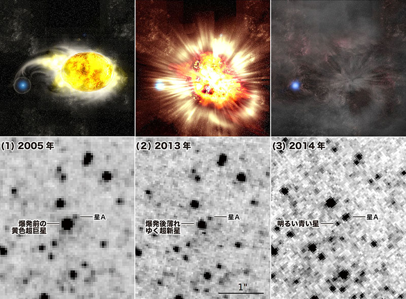 図1: 爆発の経過を経年に並べた図。上が想像図で、下はハッブル宇宙望遠鏡が捉えた画像。(1)近接連星系を成し、明るく輝いている黄色超巨星。(2)黄色超巨星が超新星爆発を起こした図（観測画像は爆発後その明るさが徐々に失われていく段階）。(3)超新星が消えた跡に存在していた明るい青い星。観測画像では比較のために星Aを示している。(Credit: Top image: Kavli IPMU Bottom image: NASA/Kavli IPMU/Gastón Folatelli)