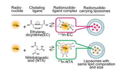 図1. RI 封入リポソームの構成要素。新しい配位子 (ligand) としてエチレンシステイン (EC) を検討した。